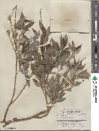 Salix amygdaloides image