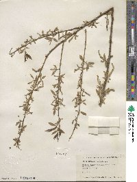 Salix amygdaloides image