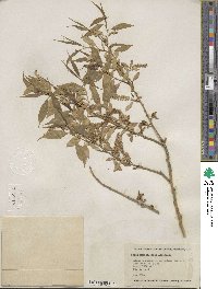 Salix amygdaloides image