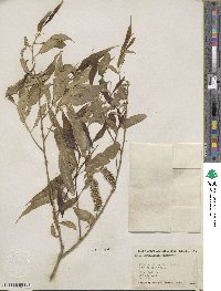 Salix amygdaloides image