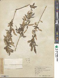 Salix amygdaloides image
