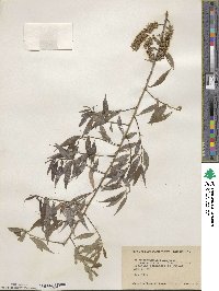 Salix amygdaloides image