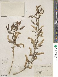 Salix amygdaloides image