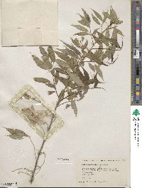 Salix amygdaloides image