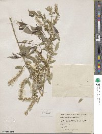 Salix amygdaloides image