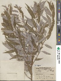 Salix amygdaloides image
