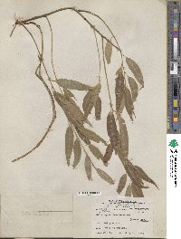 Salix amygdaloides image