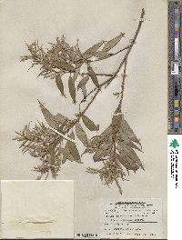 Salix amygdaloides image