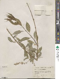 Salix amygdaloides image