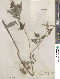 Salix amygdaloides image