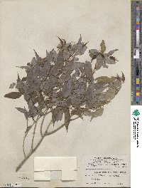 Salix amygdaloides image