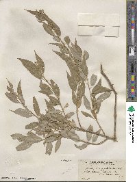 Salix amygdaloides image