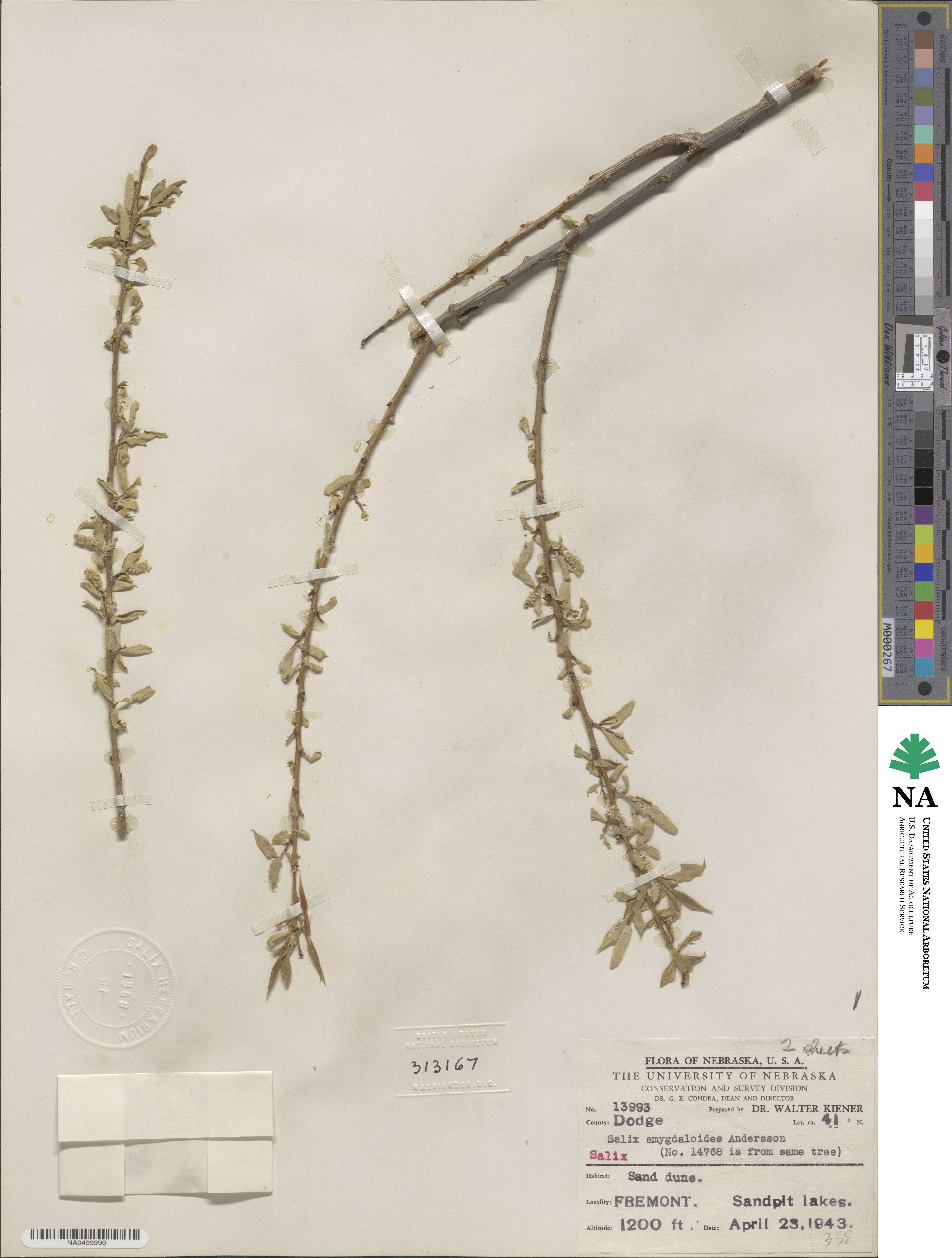 Salix amygdaloides image