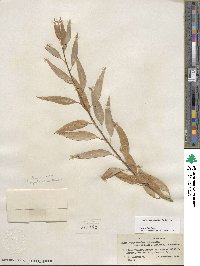 Salix amygdaloides image