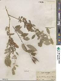 Salix amygdaloides image