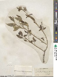 Salix amygdaloides image
