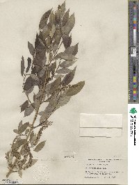 Salix amygdaloides image