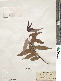 Salix amygdaloides image