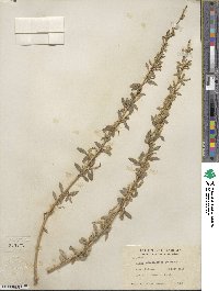 Salix amygdaloides image