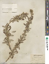 Salix amygdaloides image