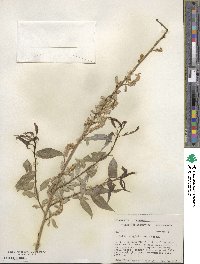 Salix amygdaloides image