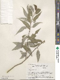 Salix amygdaloides image
