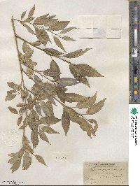 Salix amygdaloides image