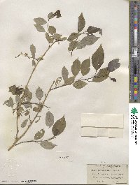 Salix amygdaloides image
