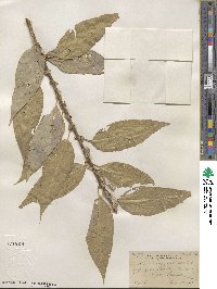 Salix amygdaloides image