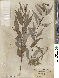 Salix amygdaloides image