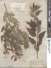 Salix amygdaloides image