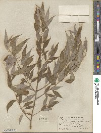 Salix amygdaloides image