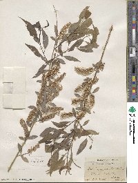 Salix amygdaloides image