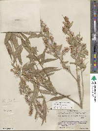 Salix amygdaloides image