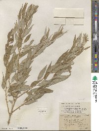 Salix amygdaloides image
