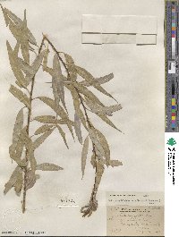 Salix amygdaloides image