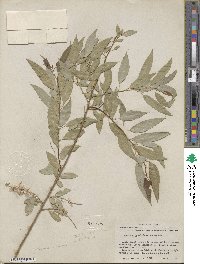 Salix amygdaloides image