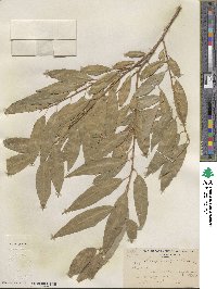 Salix amygdaloides image