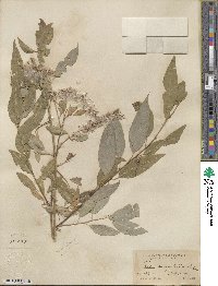 Salix amygdaloides image