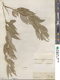 Salix amygdaloides image