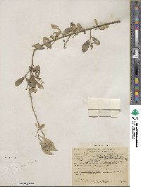 Salix amygdaloides image