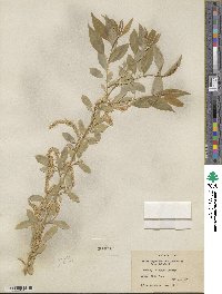 Salix amygdaloides image
