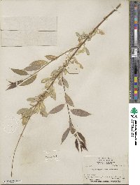 Salix amygdaloides image