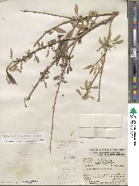 Salix amygdaloides image