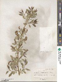 Salix amygdaloides image