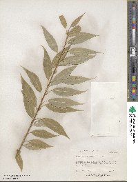 Salix amygdaloides image