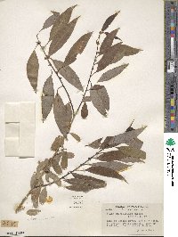 Salix amygdaloides image