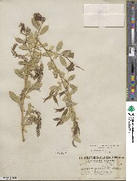 Salix amygdaloides image