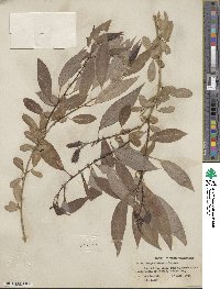 Salix amygdaloides image