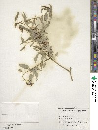 Salix amygdaloides image